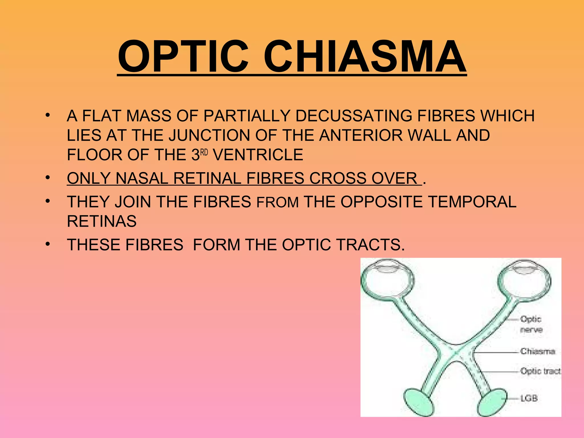 OPTIC CHIASMA
• A FLAT MASS OF PARTIALLY DECUSSATING FIBRES WHICH
LIES AT THE JUNCTION OF THE ANTERIOR WALL AND
FLOOR OF THE 3RD
VENTRICLE
• ONLY NASAL RETINAL FIBRES CROSS OVER .
• THEY JOIN THE FIBRES FROM THE OPPOSITE TEMPORAL
RETINAS
• THESE FIBRES FORM THE OPTIC TRACTS.
 