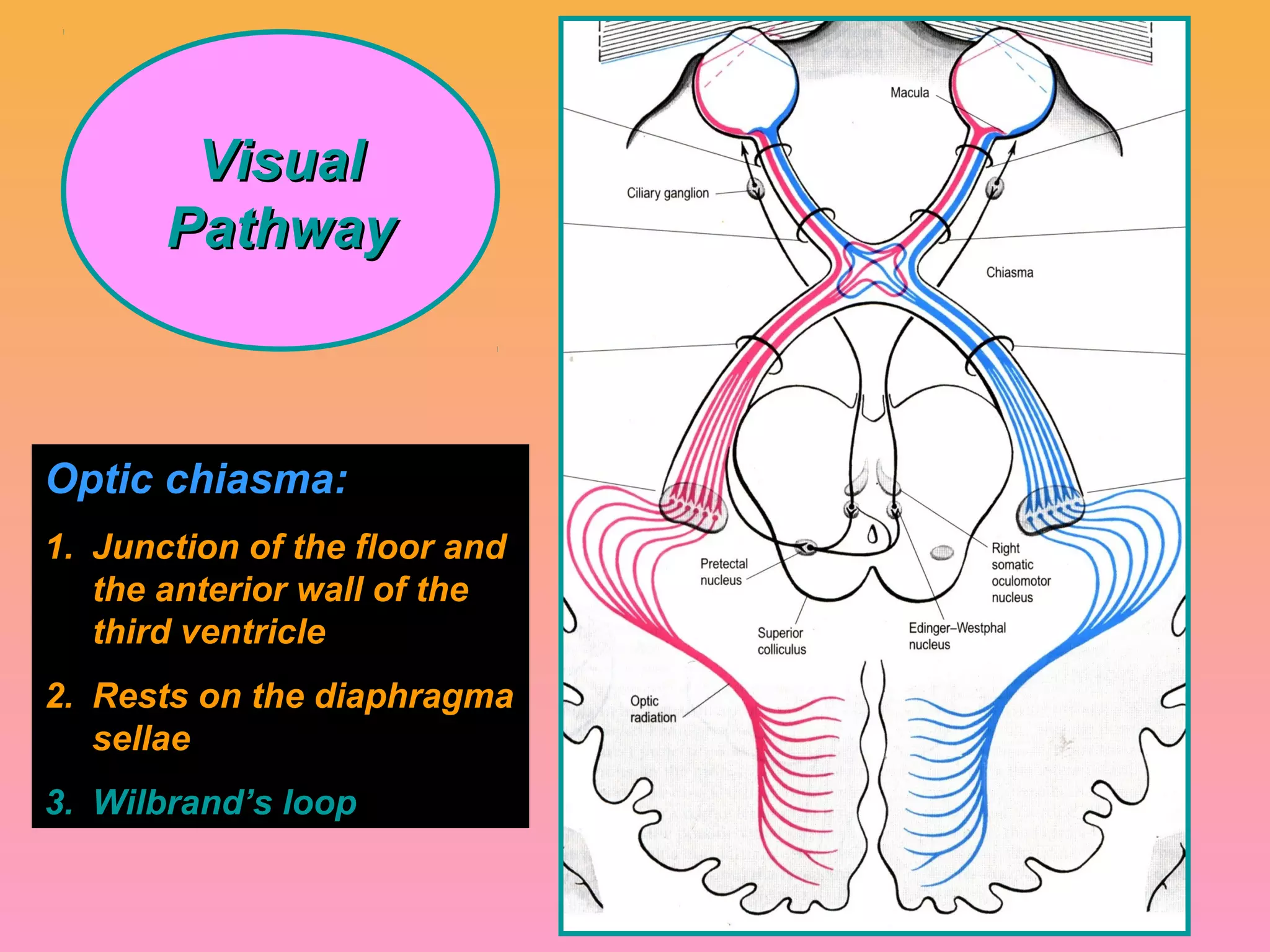VisualVisual
PathwayPathway
Optic chiasma:
1. Junction of the floor and
the anterior wall of the
third ventricle
2. Rests on the diaphragma
sellae
3. Wilbrand’s loop
 