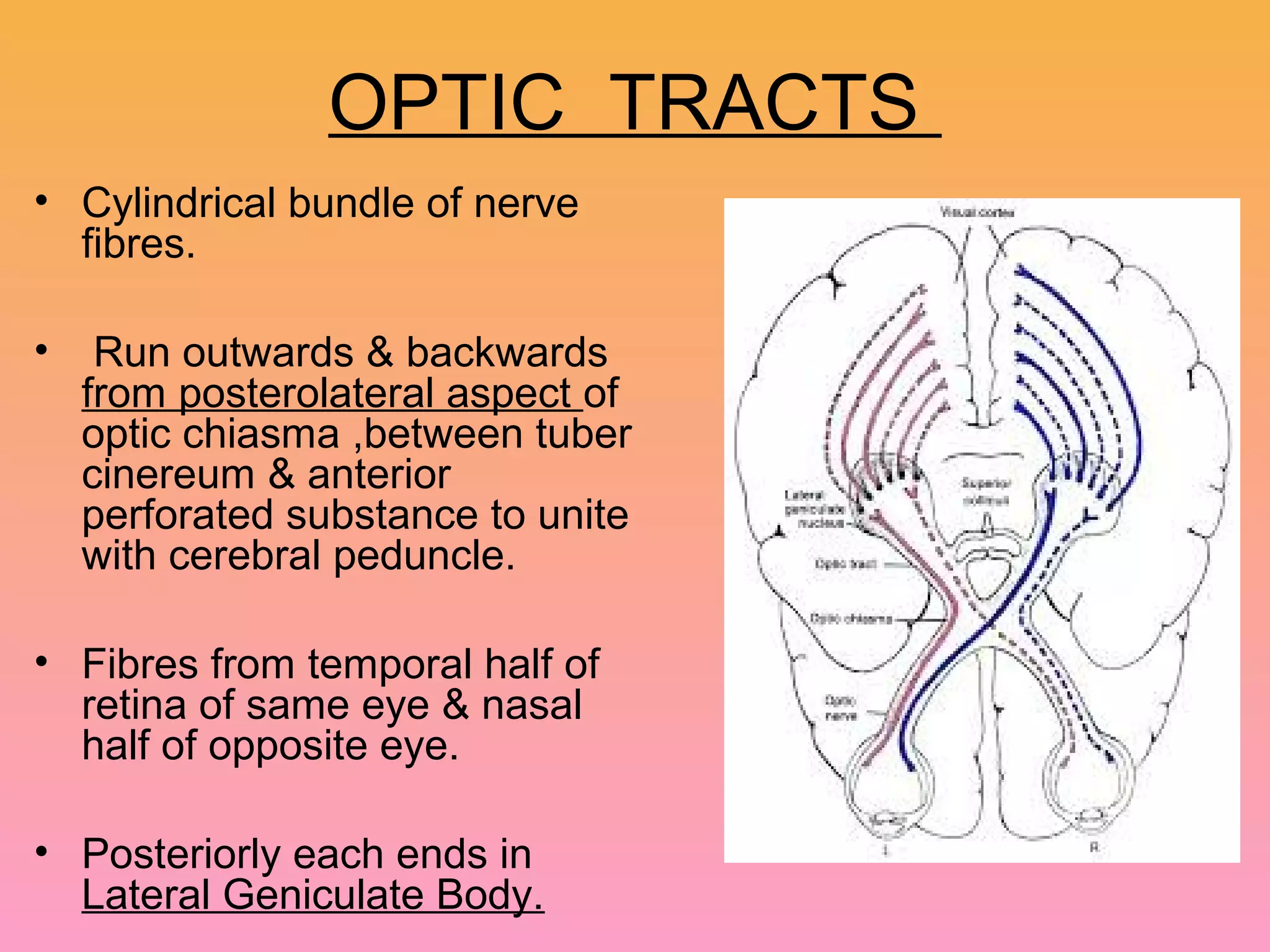 OPTIC TRACTS
• Cylindrical bundle of nerve
fibres.
• Run outwards & backwards
from posterolateral aspect of
optic chiasma ,between tuber
cinereum & anterior
perforated substance to unite
with cerebral peduncle.
• Fibres from temporal half of
retina of same eye & nasal
half of opposite eye.
• Posteriorly each ends in
Lateral Geniculate Body.
 