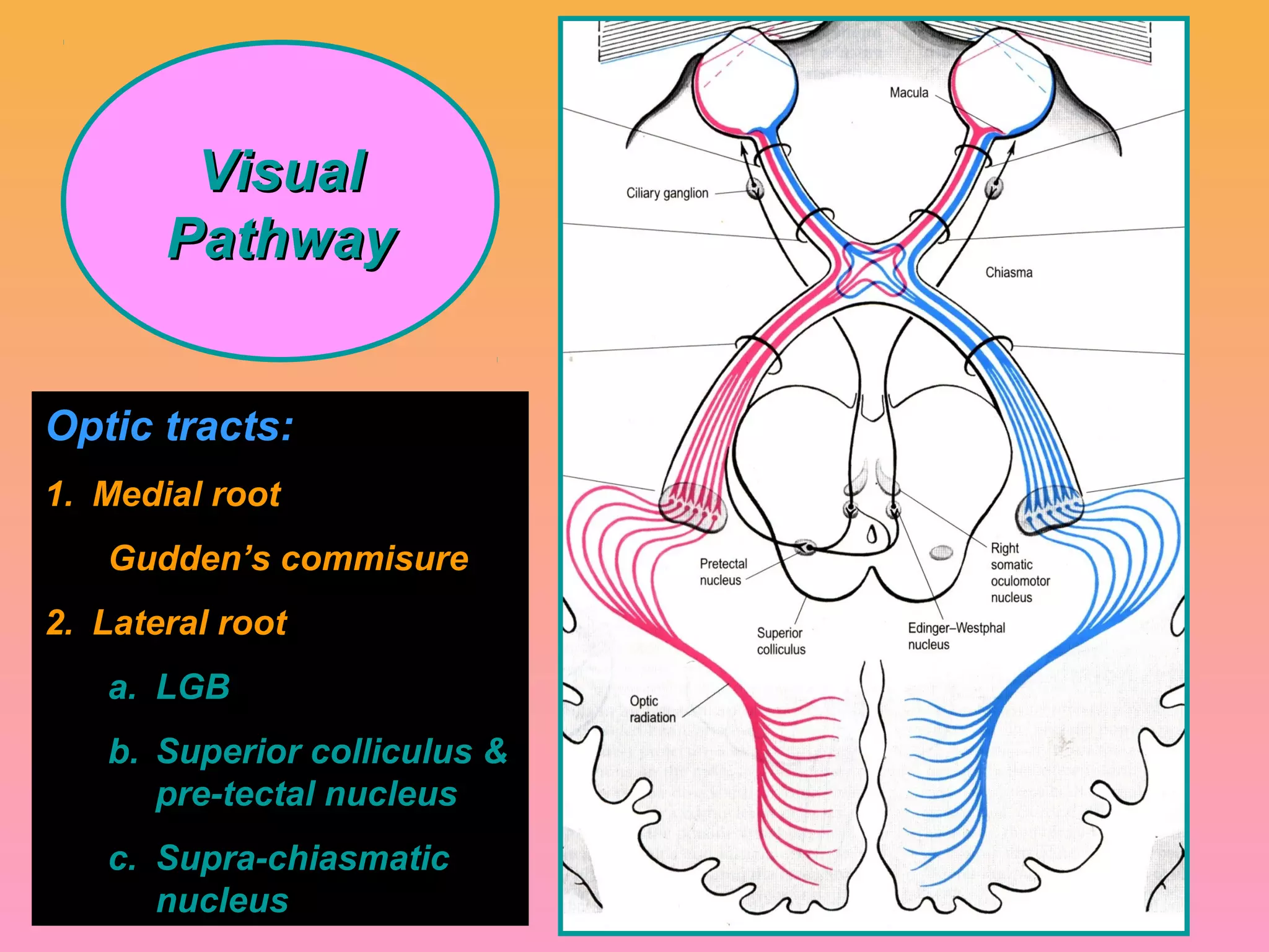 VisualVisual
PathwayPathway
Optic tracts:
1. Medial root
Gudden’s commisure
2. Lateral root
a. LGB
b. Superior colliculus &
pre-tectal nucleus
c. Supra-chiasmatic
nucleus
 