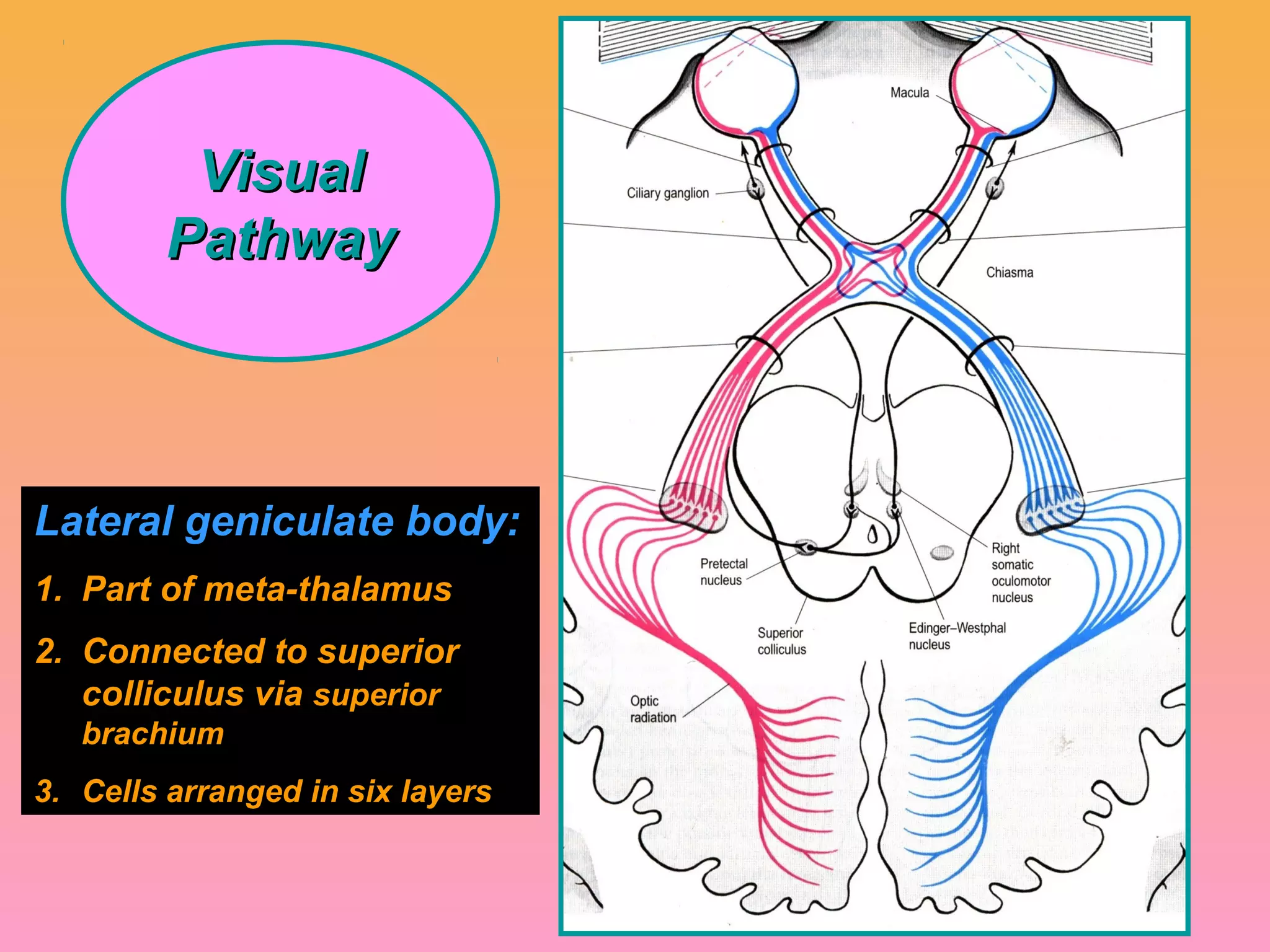 VisualVisual
PathwayPathway
Lateral geniculate body:
1. Part of meta-thalamus
2. Connected to superior
colliculus via superior
brachium
3. Cells arranged in six layers
 