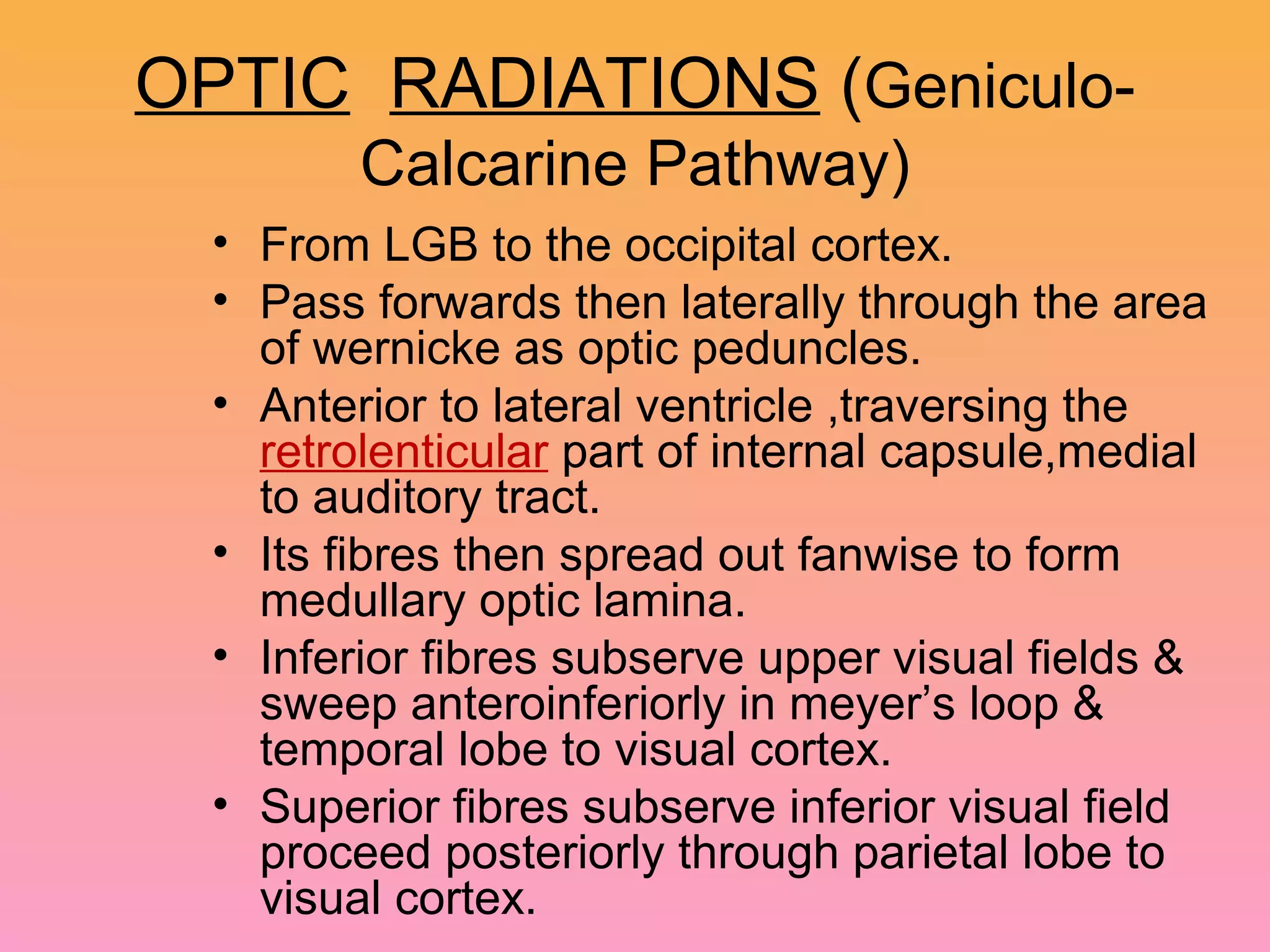 OPTIC RADIATIONS (Geniculo-
Calcarine Pathway)
• From LGB to the occipital cortex.
• Pass forwards then laterally through the area
of wernicke as optic peduncles.
• Anterior to lateral ventricle ,traversing the
retrolenticular part of internal capsule,medial
to auditory tract.
• Its fibres then spread out fanwise to form
medullary optic lamina.
• Inferior fibres subserve upper visual fields &
sweep anteroinferiorly in meyer’s loop &
temporal lobe to visual cortex.
• Superior fibres subserve inferior visual field
proceed posteriorly through parietal lobe to
visual cortex.
 