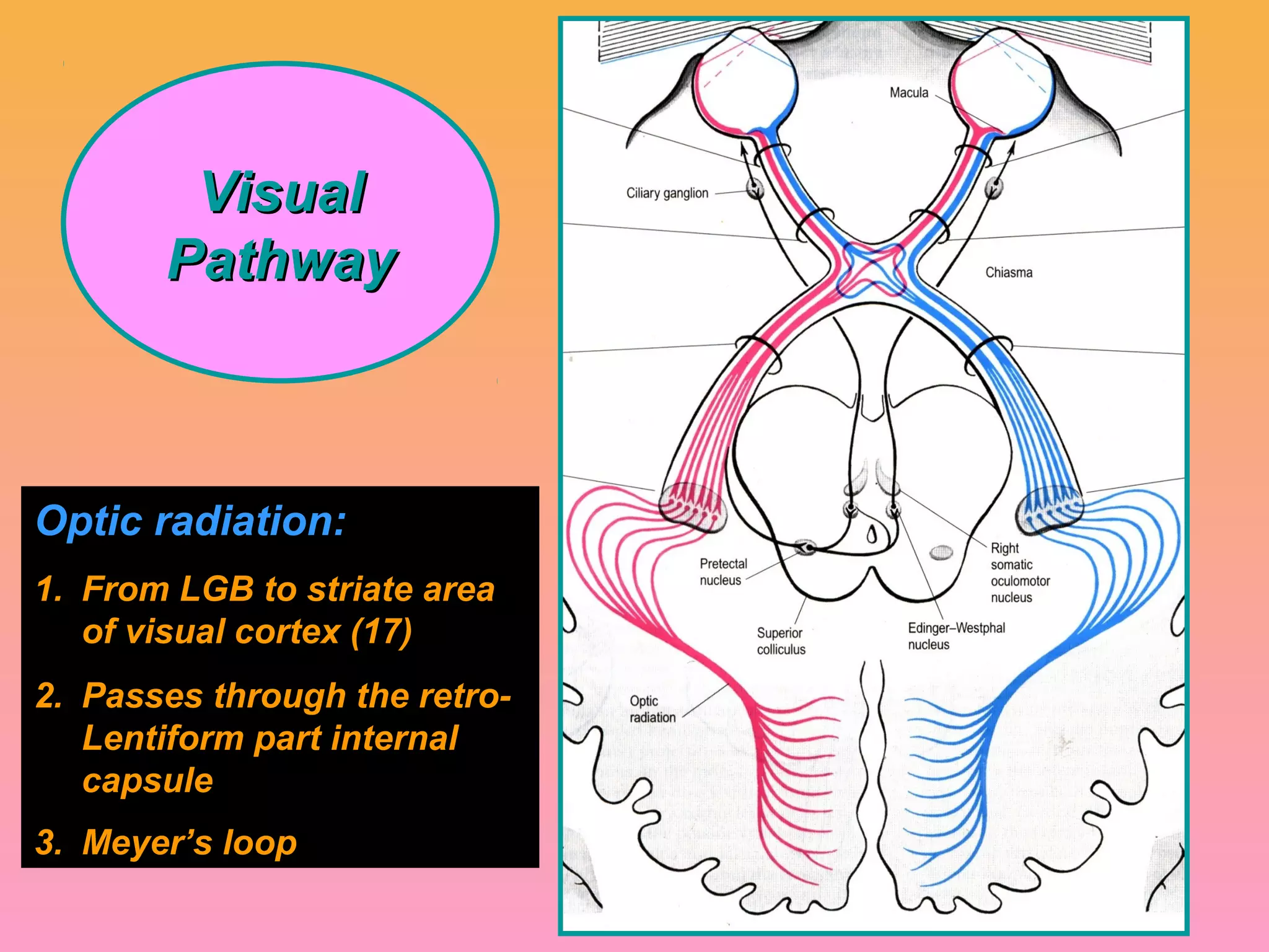 VisualVisual
PathwayPathway
Optic radiation:
1. From LGB to striate area
of visual cortex (17)
2. Passes through the retro-
Lentiform part internal
capsule
3. Meyer’s loop
 