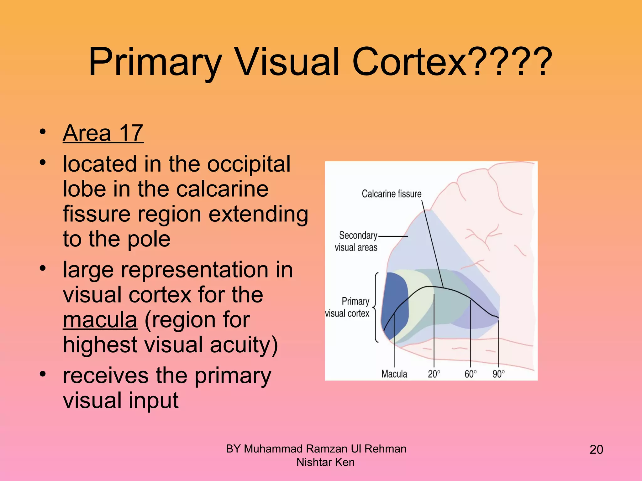 Primary Visual Cortex????
• Area 17
• located in the occipital
lobe in the calcarine
fissure region extending
to the pole
• large representation in
visual cortex for the
macula (region for
highest visual acuity)
• receives the primary
visual input
BY Muhammad Ramzan Ul Rehman
Nishtar Ken
20
 