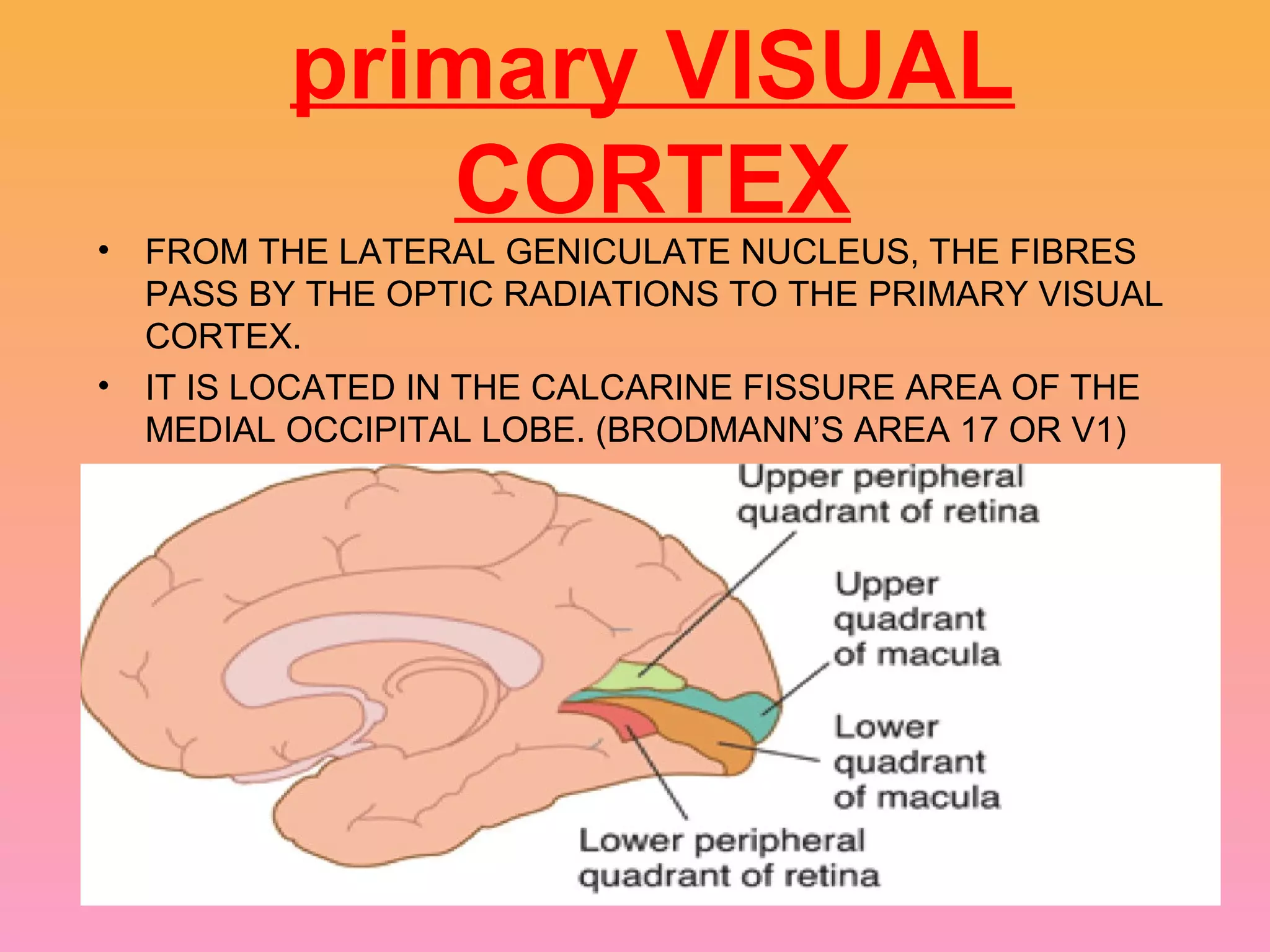 primary VISUAL
CORTEX
• FROM THE LATERAL GENICULATE NUCLEUS, THE FIBRES
PASS BY THE OPTIC RADIATIONS TO THE PRIMARY VISUAL
CORTEX.
• IT IS LOCATED IN THE CALCARINE FISSURE AREA OF THE
MEDIAL OCCIPITAL LOBE. (BRODMANN’S AREA 17 OR V1)
 