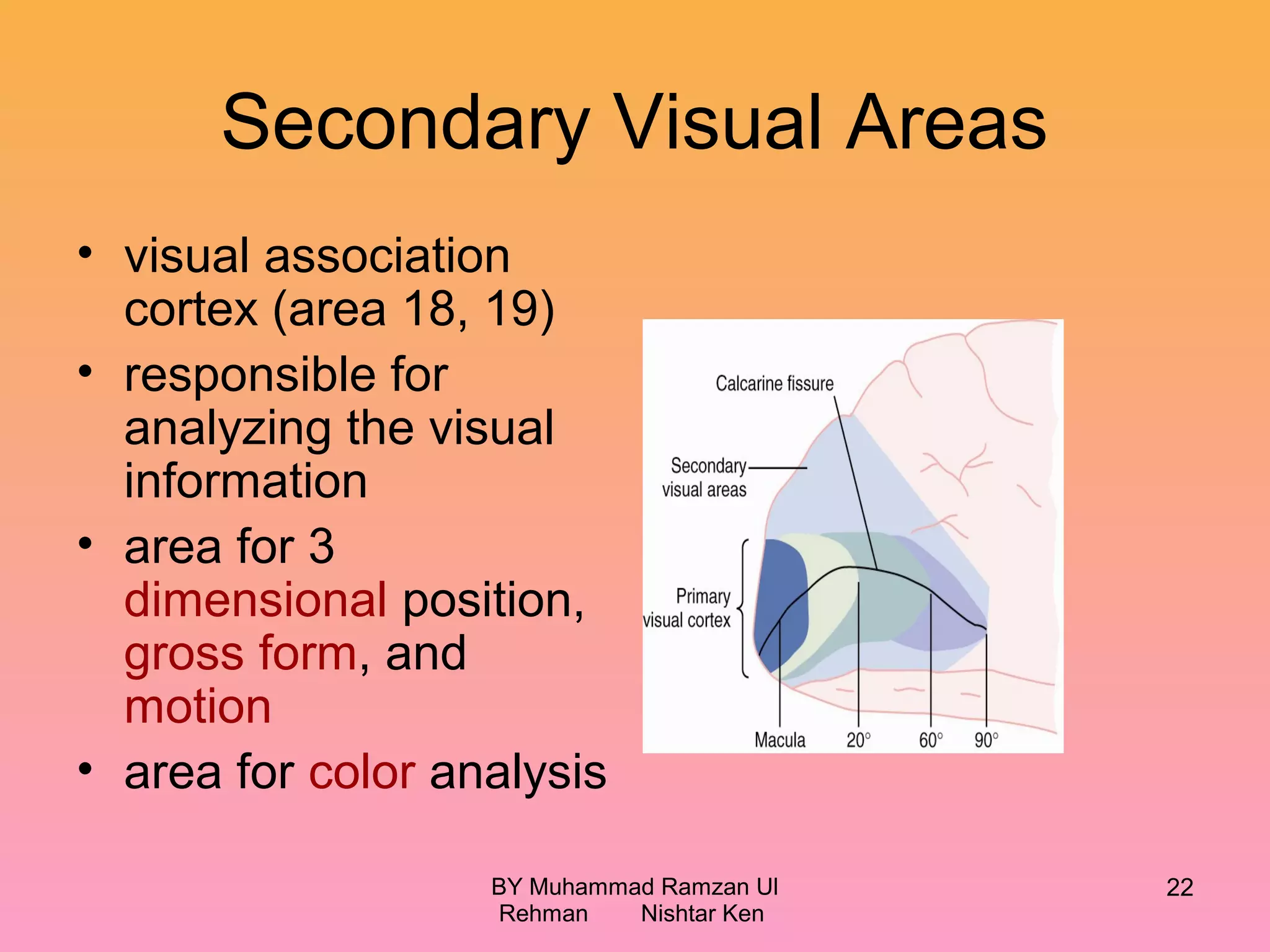 Secondary Visual Areas
• visual association
cortex (area 18, 19)
• responsible for
analyzing the visual
information
• area for 3
dimensional position,
gross form, and
motion
• area for color analysis
BY Muhammad Ramzan Ul
Rehman Nishtar Ken
22
 