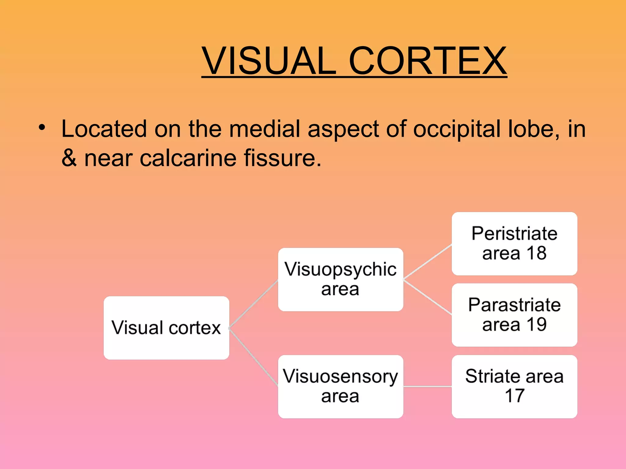 VISUAL CORTEX
• Located on the medial aspect of occipital lobe, in
& near calcarine fissure.
 