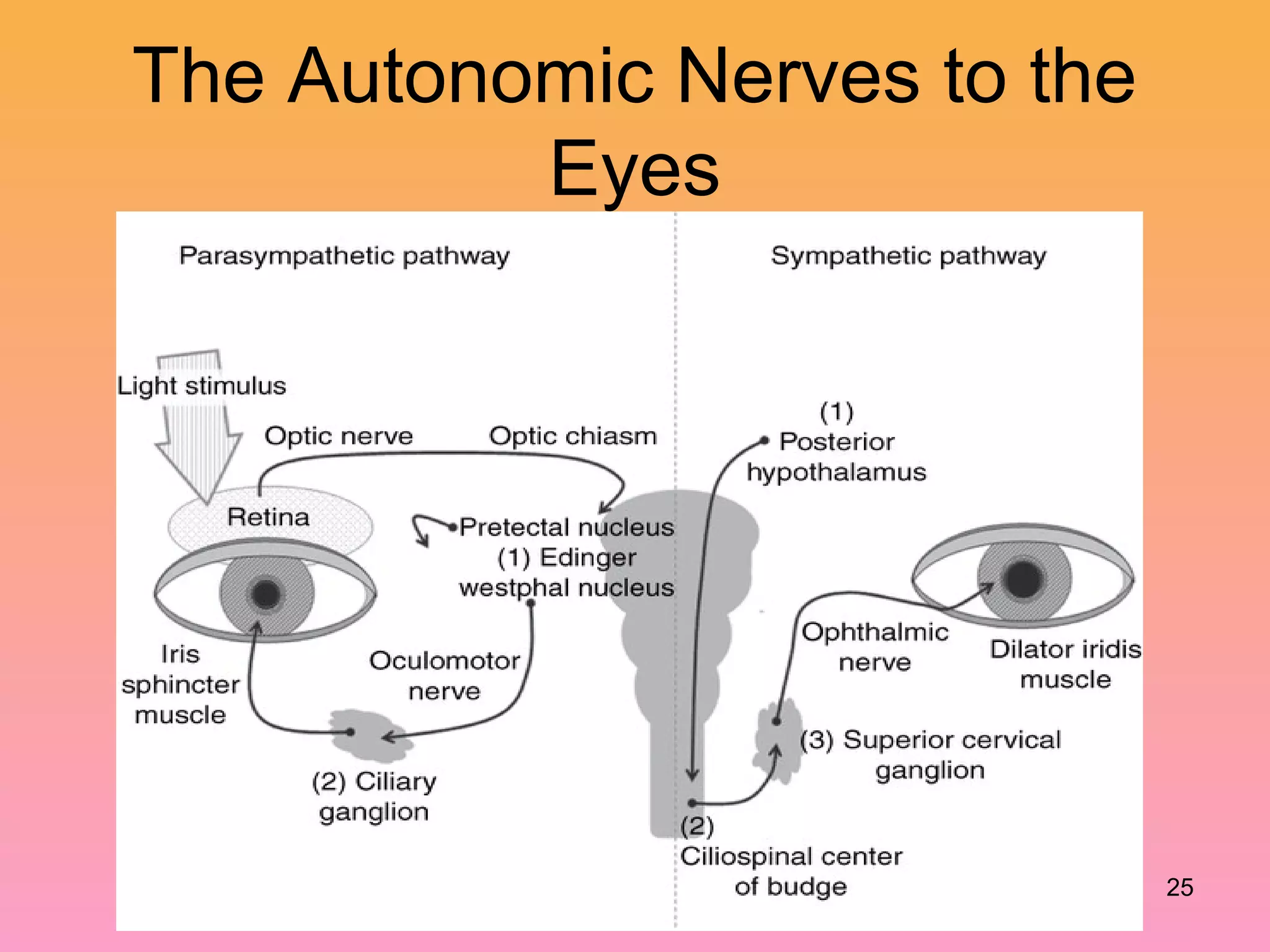 The Autonomic Nerves to the
Eyes
25
 