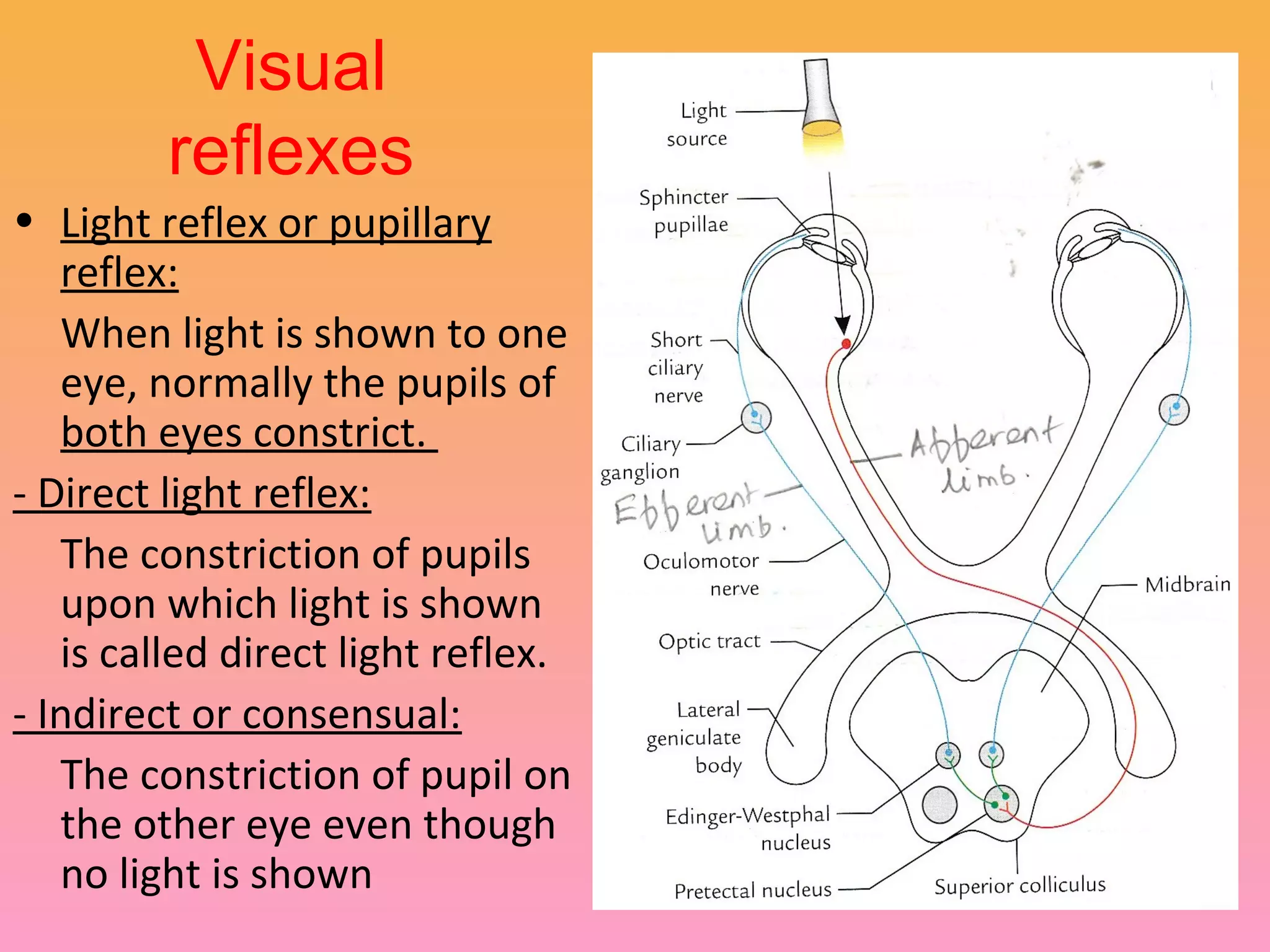 Visual
reflexes
• Light reflex or pupillary
reflex:
When light is shown to one
eye, normally the pupils of
both eyes constrict.
- Direct light reflex:
The constriction of pupils
upon which light is shown
is called direct light reflex.
- Indirect or consensual:
The constriction of pupil on
the other eye even though
no light is shown
 