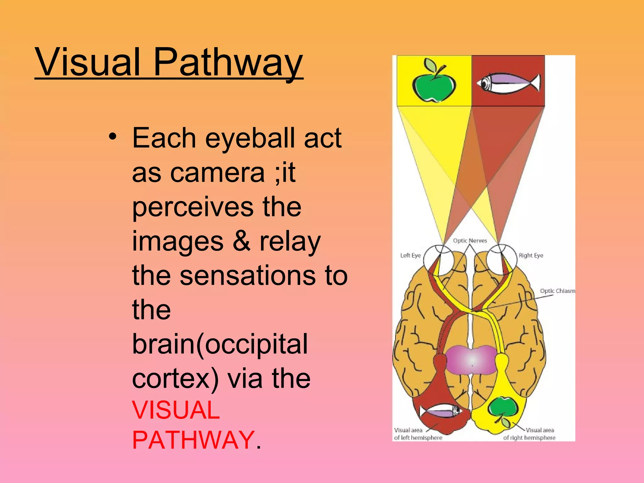 Visual Pathway
• Each eyeball act
as camera ;it
perceives the
images & relay
the sensations to
the
brain(occipital
cortex) via the
VISUAL
PATHWAY.
 