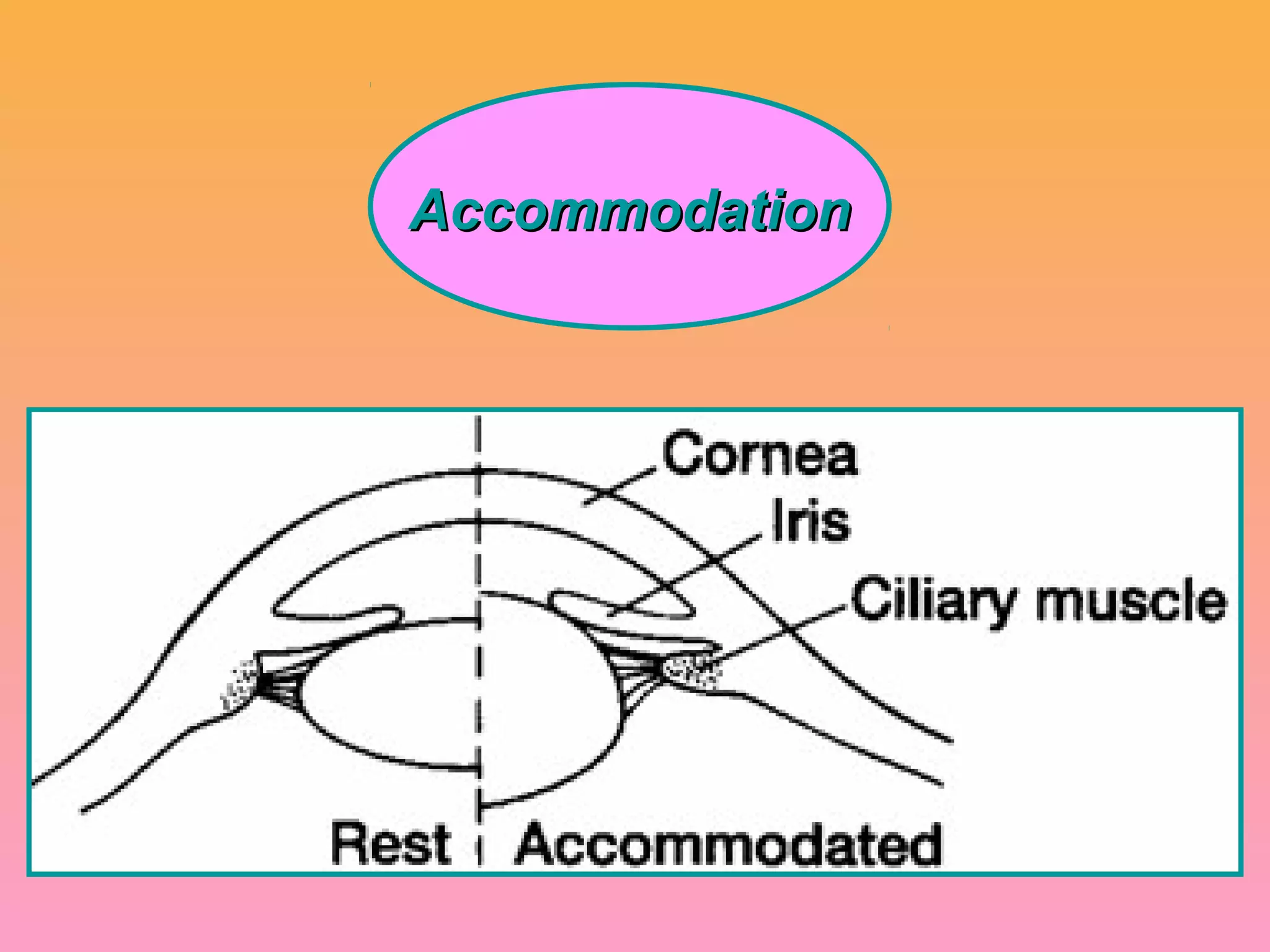 AccommodationAccommodation
 
