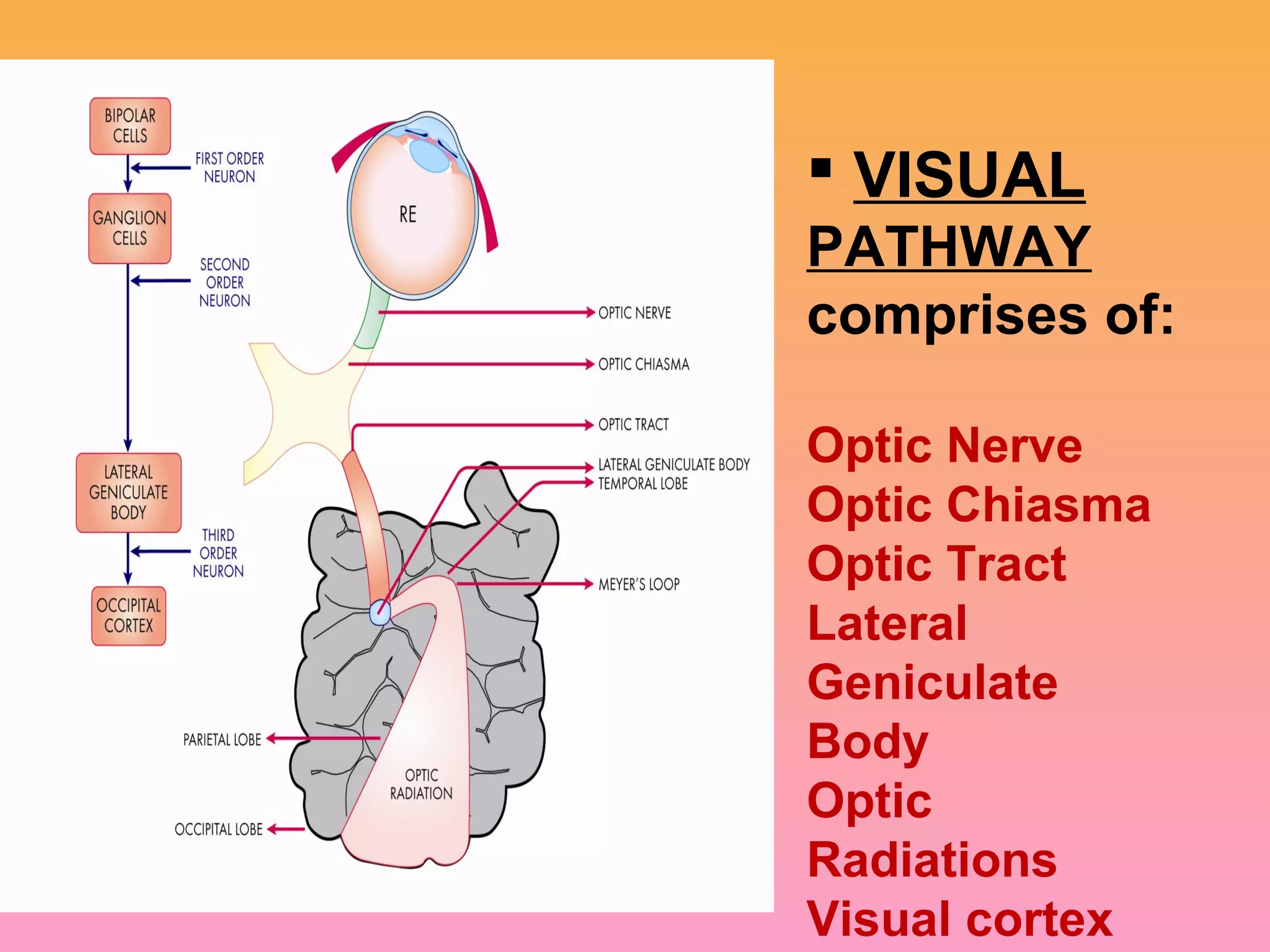  VISUAL
PATHWAY
comprises of:
Optic Nerve
Optic Chiasma
Optic Tract
Lateral
Geniculate
Body
Optic
Radiations
Visual cortex
 