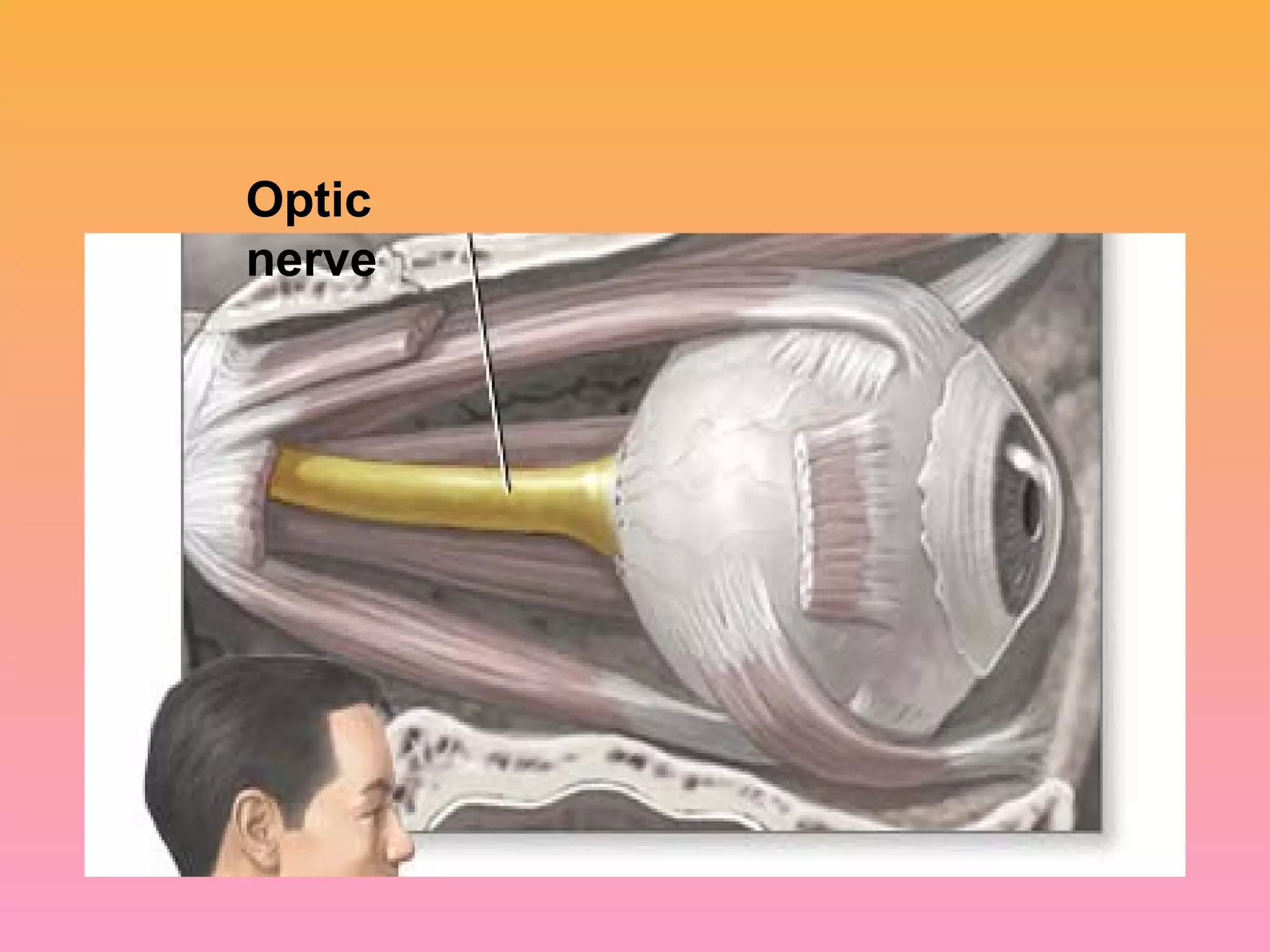 Optic
nerve
 