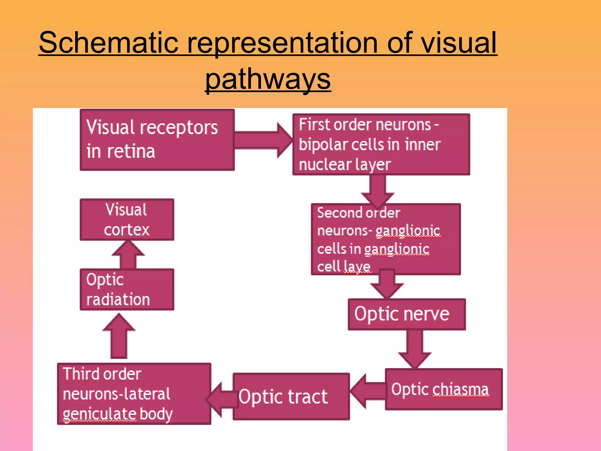Schematic representation of visual
pathways
 