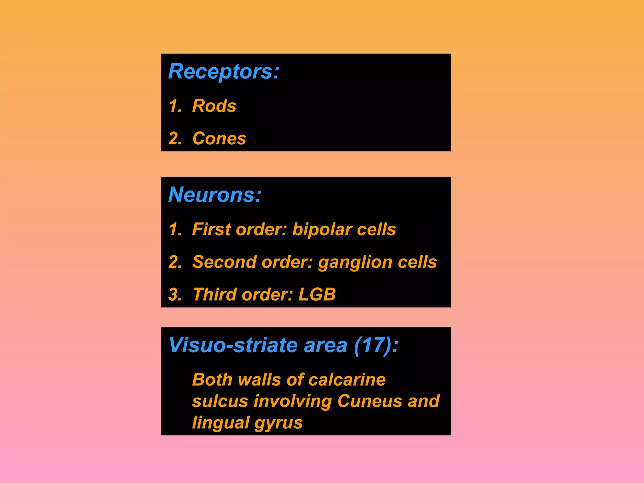 Receptors:
1. Rods
2. Cones
Neurons:
1. First order: bipolar cells
2. Second order: ganglion cells
3. Third order: LGB
Visuo-striate area (17):
Both walls of calcarine
sulcus involving Cuneus and
lingual gyrus
 