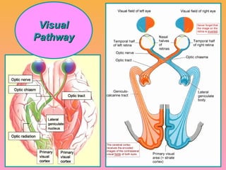 visual pathway | PPT