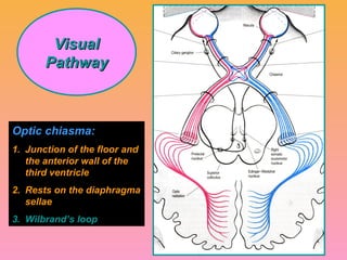 visual pathway | PPT