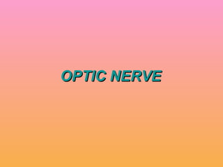 OPTIC NERVE 