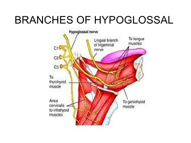 hypoglossal nerve