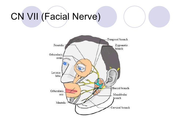 Facial Nerve Monitor 38