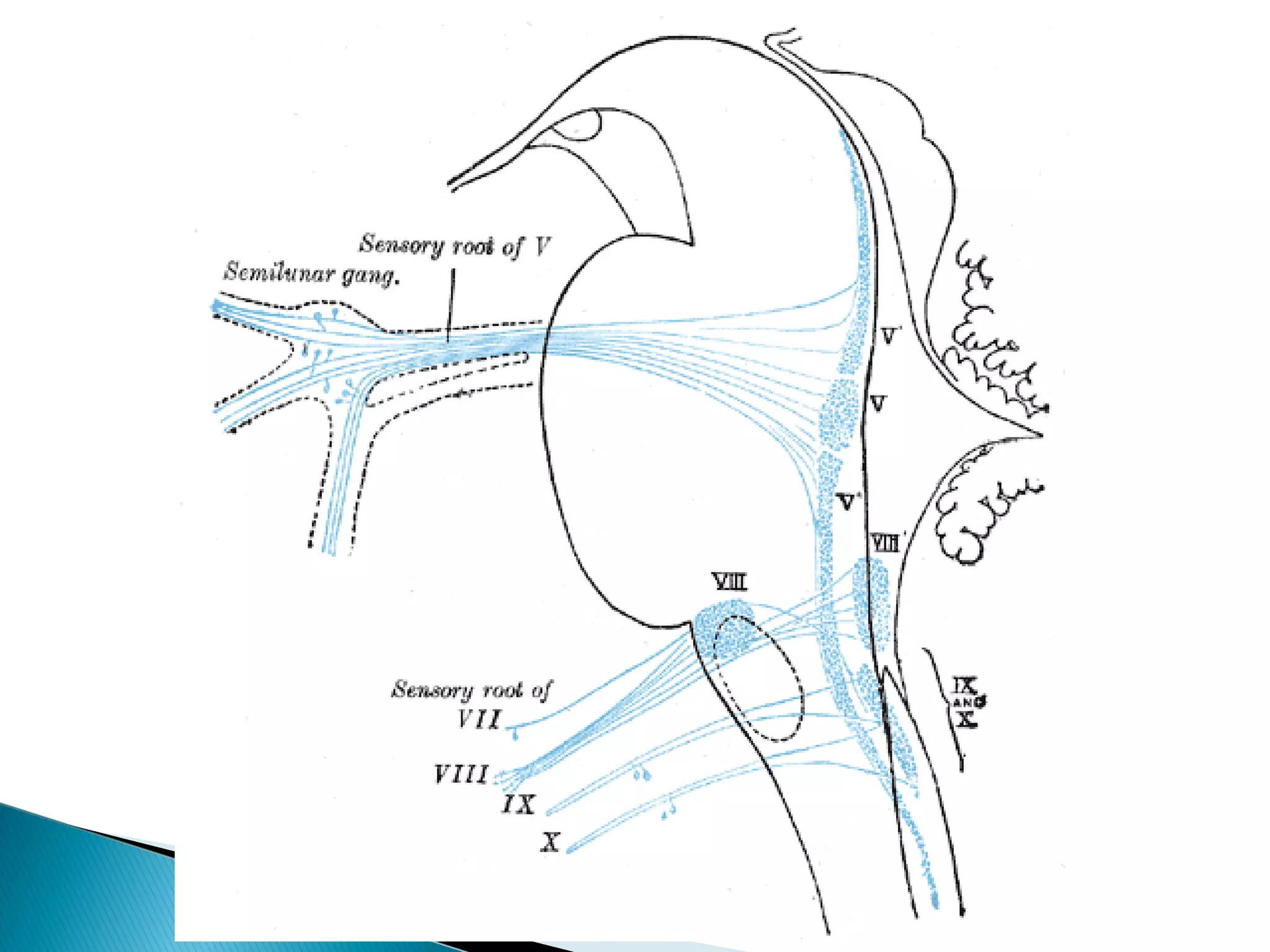Cranial nerve nuclei | PPT