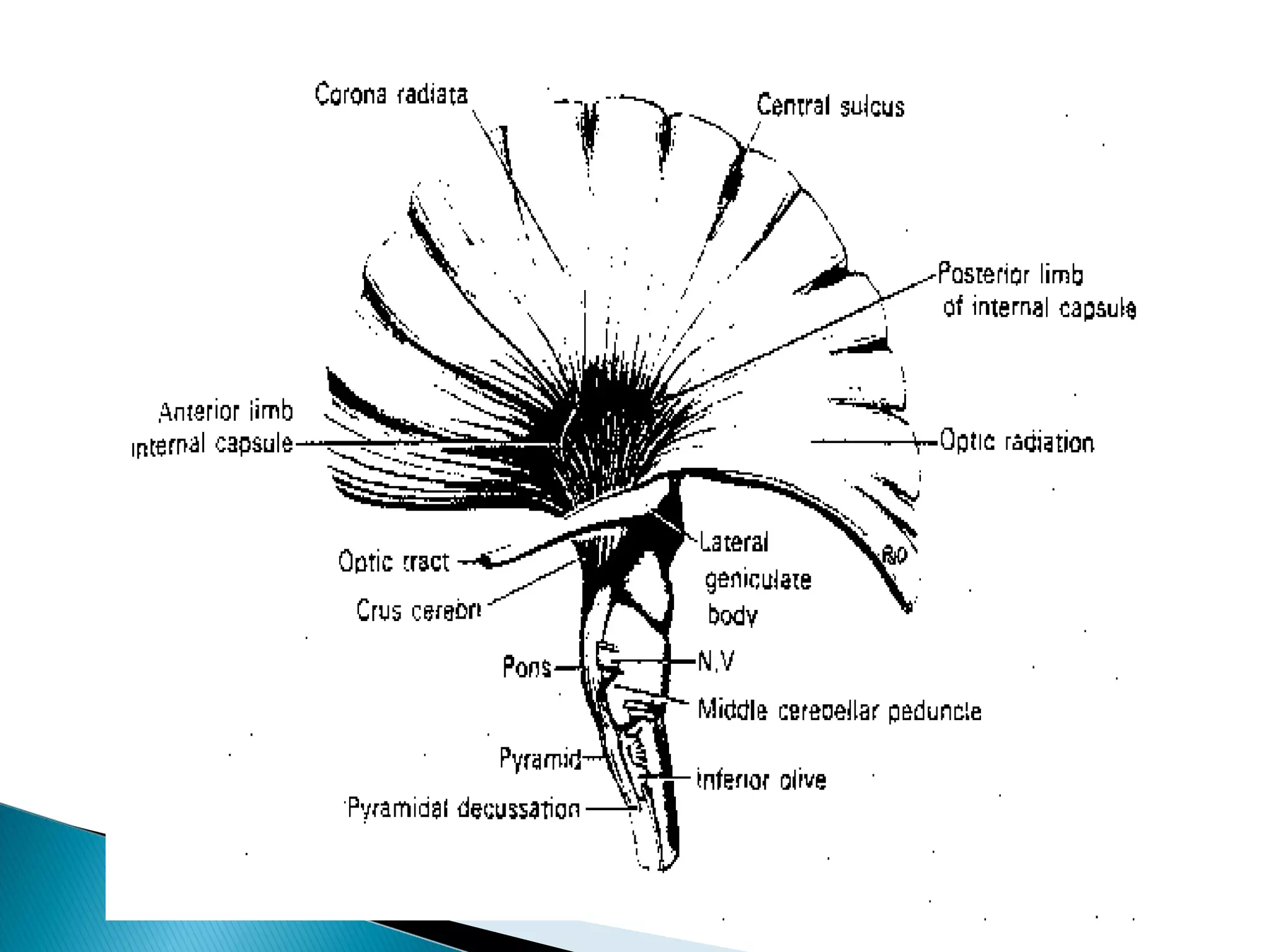 Cranial nerve nuclei | PPT