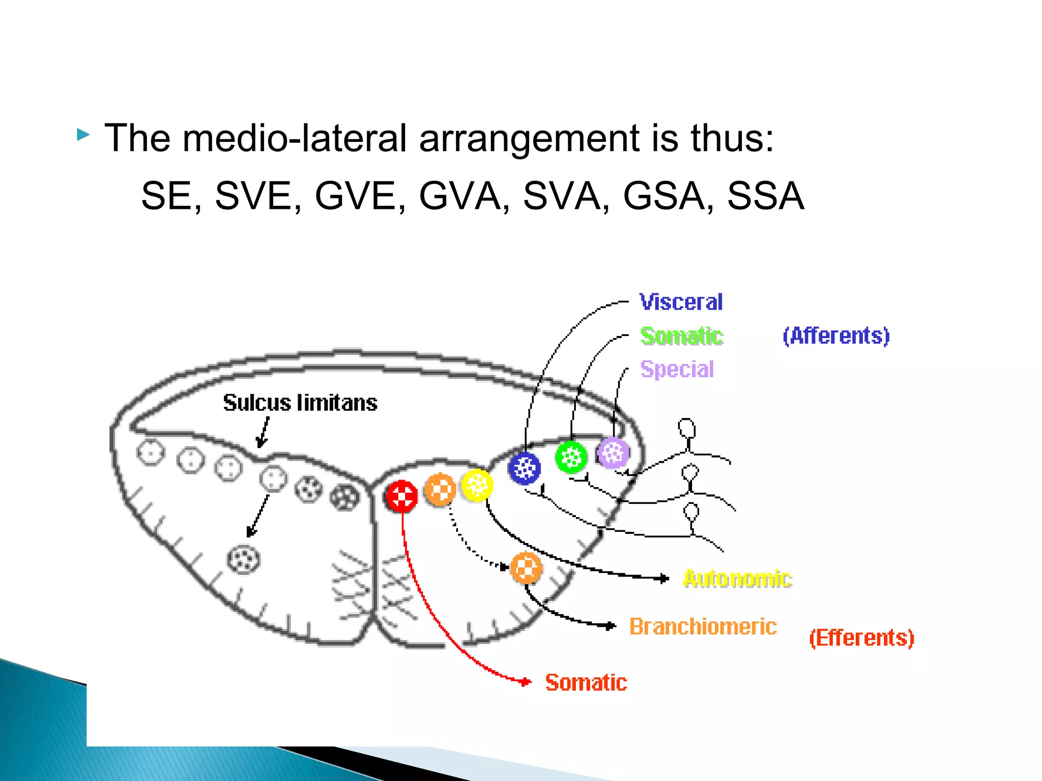 Cranial nerve nuclei | PPT