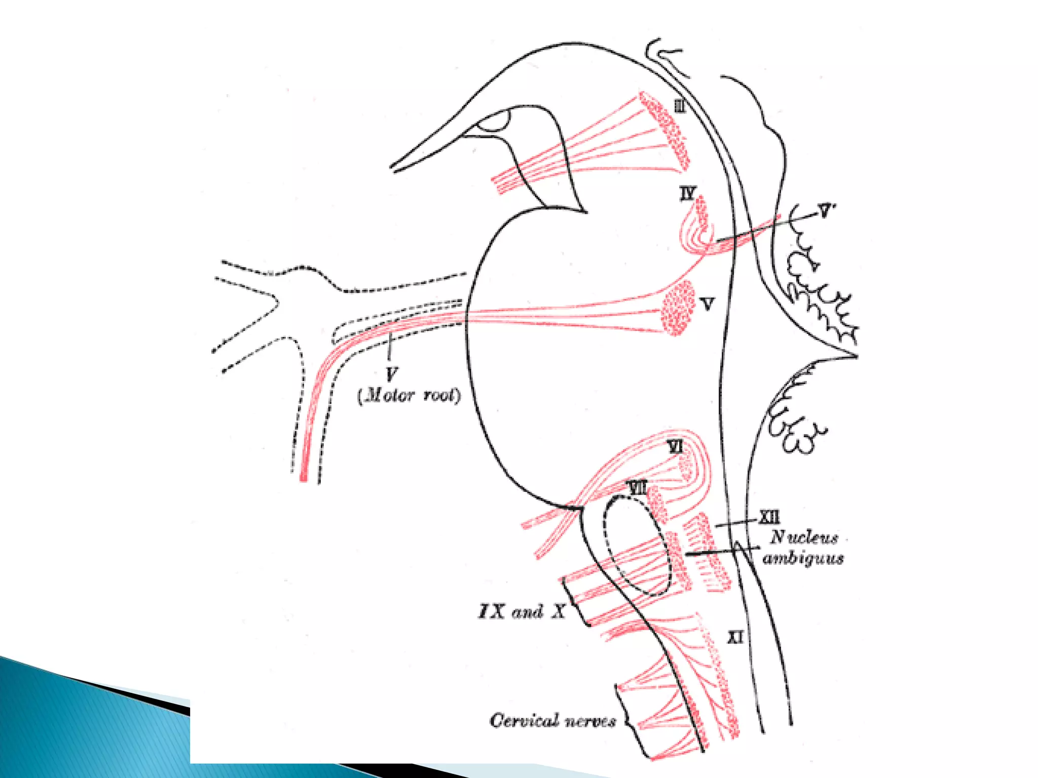 Cranial nerve nuclei | PPT