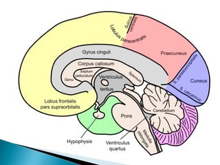 Cranial nerve nuclei | PPT