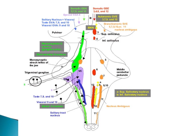 Cranial nerve nuclei | PPT | Brain and Nervous System Disorders ...