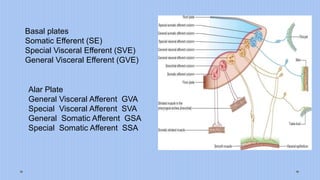 Cranial Nerve Nuclei Dr Anita R Gune | PPTX