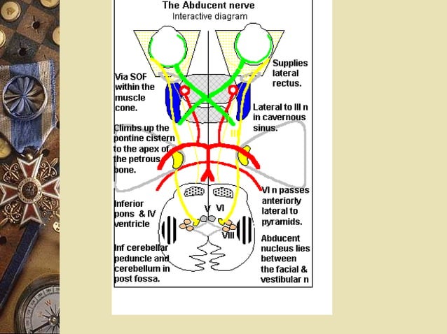 Cranial nerve palsies | PPT | Eye and Vision Conditions | Diseases and ...