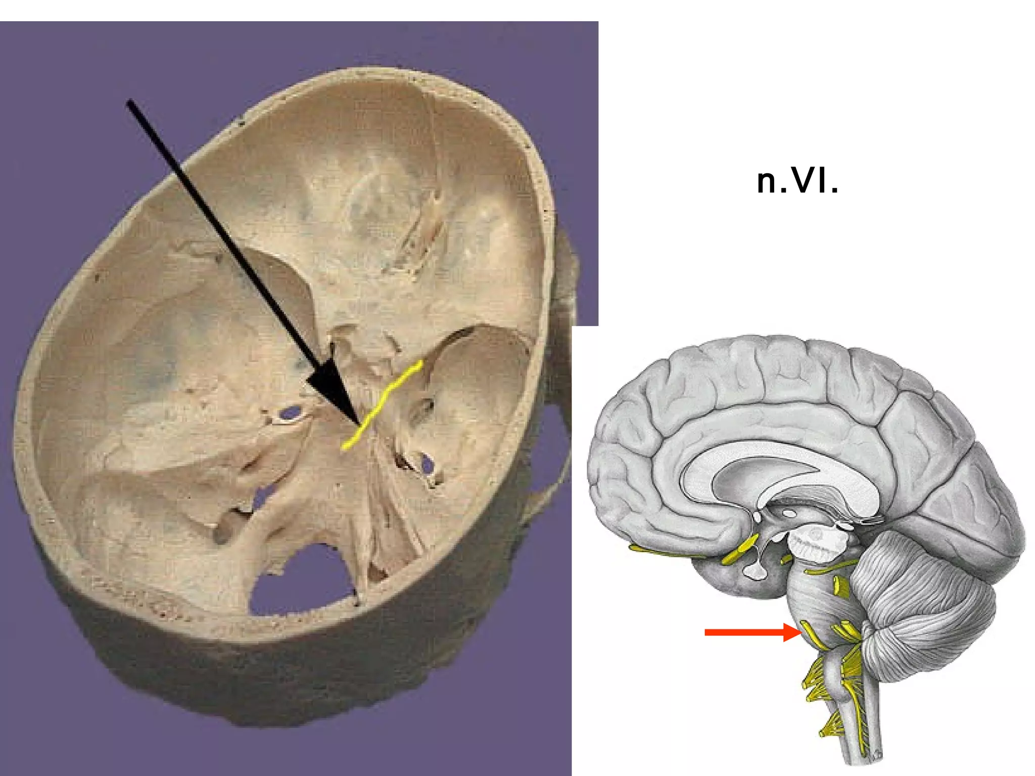 Cranial nerves | PPT
