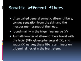Somatic afferent fibers

 often called general somatic afferent fibers,
  convey sensation from the skin and the
  mucous membranes of the head.
 found mainly in the trigeminal nerve (V).
 A small number of afferent fibers travel with
  the facial (VII), glossopharyngeal (IX), and
  vagus (X) nerves; these fibers terminate on
  trigeminal nuclei in the brain stem.
 