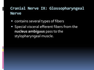 Cranial Nerve IX: Glossopharyngeal
Nerve
 contains several types of fibers
 Special visceral efferent fibers from the
  nucleus ambiguus pass to the
  stylopharyngeal muscle.
 