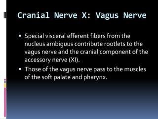 Cranial Nerve X: Vagus Nerve

 Special visceral efferent fibers from the
  nucleus ambiguus contribute rootlets to the
  vagus nerve and the cranial component of the
  accessory nerve (XI).
 Those of the vagus nerve pass to the muscles
  of the soft palate and pharynx.
 