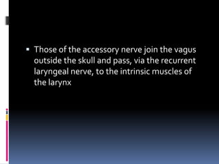 Those of the accessory nerve join the vagus
  outside the skull and pass, via the recurrent
  laryngeal nerve, to the intrinsic muscles of
  the larynx
 