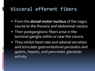 Visceral efferent fibers

 From the dorsal motor nucleus of the vagus
  course to the thoracic and abdominal viscera.
 Their postganglionic fibers arise in the
  terminal ganglia within or near the viscera.
 They inhibit heart rate and adrenal secretion
  and stimulate gastrointestinal peristalsis and
  gastric, hepatic, and pancreatic glandular
  activity
 
