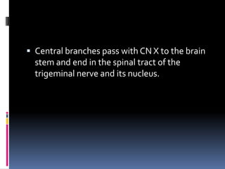  Central branches pass with CN X to the brain
  stem and end in the spinal tract of the
  trigeminal nerve and its nucleus.
 