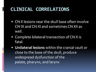 CLINICAL CORRELATIONS

 CN X lesions near the skull base often involve
  CN IX and CN XI and sometimes CN XII as
  well.
 Complete bilateral transection of CN X is
  fatal.
 Unilateral lesions within the cranial vault or
  close to the base of the skull, produce
  widespread dysfunction of the
  palate, pharynx, and larynx
 