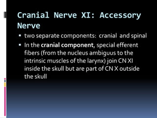 Cranial Nerve XI: Accessory
Nerve
 two separate components: cranial and spinal
 In the cranial component, special efferent
  fibers (from the nucleus ambiguus to the
  intrinsic muscles of the larynx) join CN XI
  inside the skull but are part of CN X outside
  the skull
 