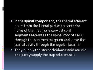  In the spinal component, the special efferent
  fibers from the lateral part of the anterior
  horns of the first 5 or 6 cervical cord
  segments ascend as the spinal root of CN XI
  through the foramen magnum and leave the
  cranial cavity through the jugular foramen
 They supply the sternocleidomastoid muscle
  and partly supply the trapezius muscle.
 