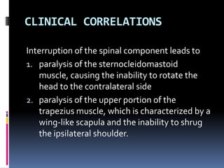 CLINICAL CORRELATIONS

Interruption of the spinal component leads to
1. paralysis of the sternocleidomastoid
   muscle, causing the inability to rotate the
   head to the contralateral side
2. paralysis of the upper portion of the
   trapezius muscle, which is characterized by a
   wing-like scapula and the inability to shrug
   the ipsilateral shoulder.
 