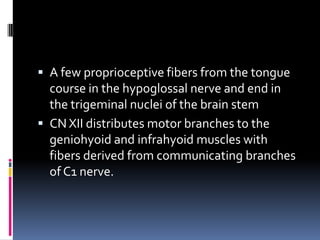  A few proprioceptive fibers from the tongue
  course in the hypoglossal nerve and end in
  the trigeminal nuclei of the brain stem
 CN XII distributes motor branches to the
  geniohyoid and infrahyoid muscles with
  fibers derived from communicating branches
  of C1 nerve.
 