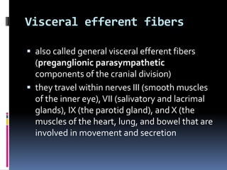Visceral efferent fibers

 also called general visceral efferent fibers
  (preganglionic parasympathetic
  components of the cranial division)
 they travel within nerves III (smooth muscles
  of the inner eye), VII (salivatory and lacrimal
  glands), IX (the parotid gland), and X (the
  muscles of the heart, lung, and bowel that are
  involved in movement and secretion
 
