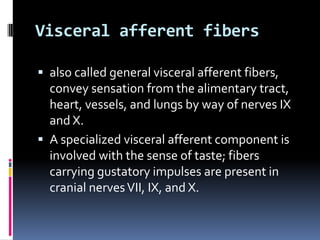 Visceral afferent fibers

 also called general visceral afferent fibers,
  convey sensation from the alimentary tract,
  heart, vessels, and lungs by way of nerves IX
  and X.
 A specialized visceral afferent component is
  involved with the sense of taste; fibers
  carrying gustatory impulses are present in
  cranial nerves VII, IX, and X.
 