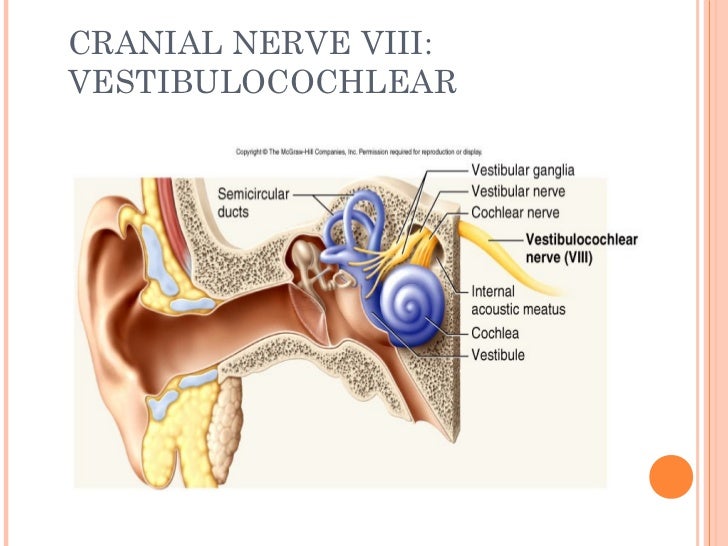 Cranial nerves