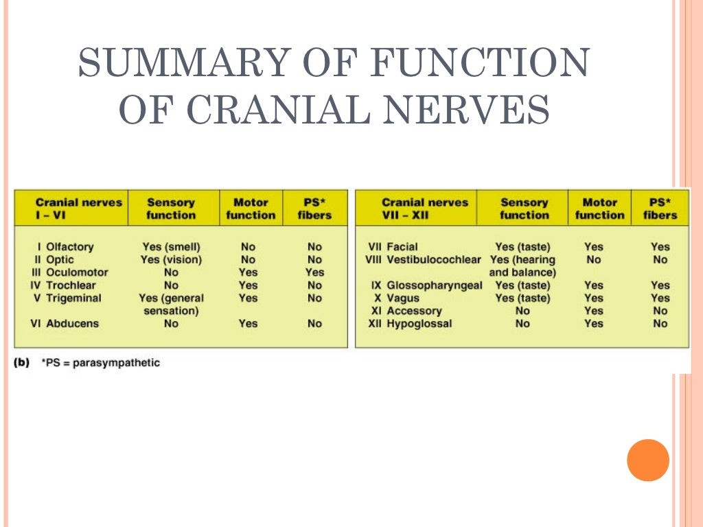 Cranial nerves
