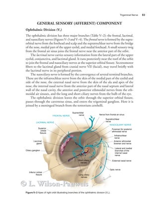 Cranial nerves  