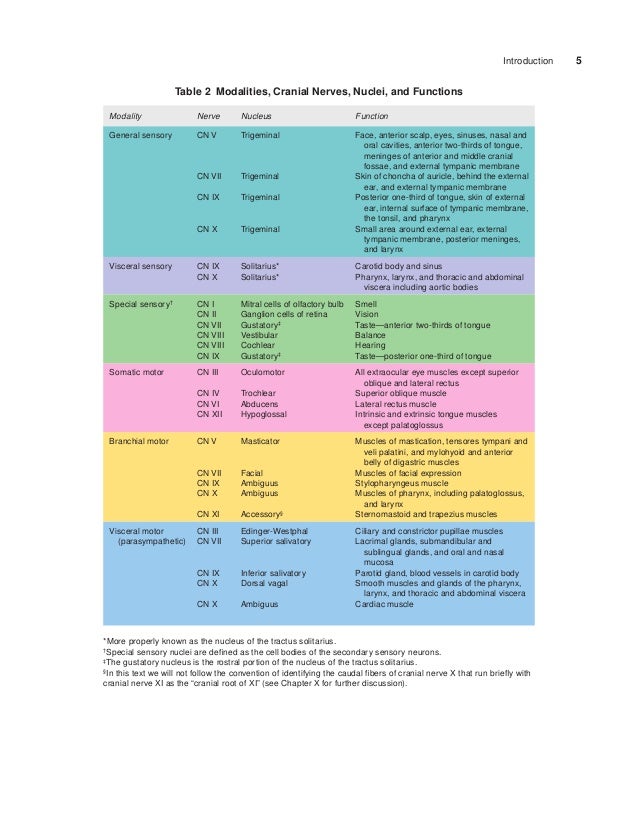 Cranial nerves